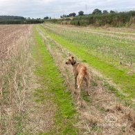 Lurcher - Both