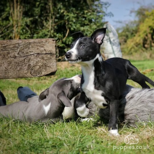 Lurcher - Dogs