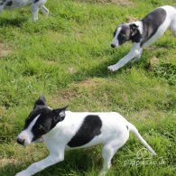 Lurcher - Dogs