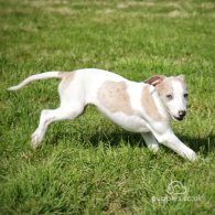 Lurcher - Dogs