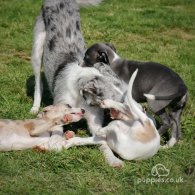 Lurcher - Dogs