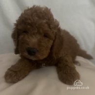 Miniature Poodle - Dogs