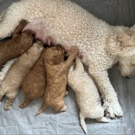 Miniature Poodle - Dogs