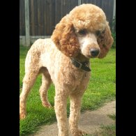 Miniature Poodle