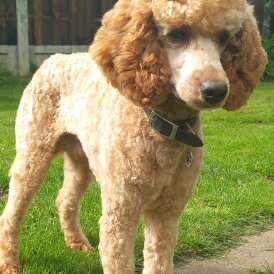 Miniature Poodle