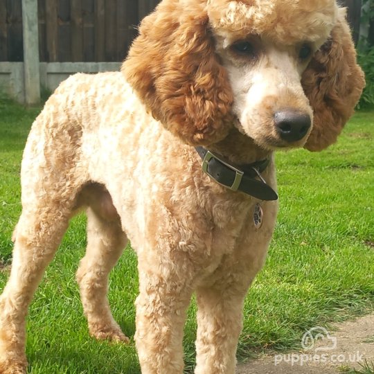 Miniature Poodle