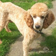 Miniature Poodle