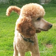 Miniature Poodle