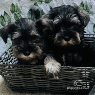 Miniature Schnauzer - Both