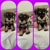 Miniature Schnauzer - Both