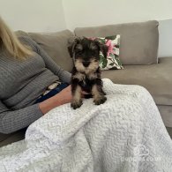 Miniature Schnauzer - Both