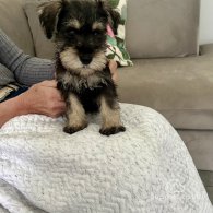 Miniature Schnauzer - Both