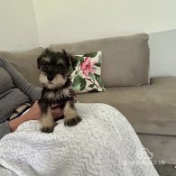 Miniature Schnauzer - Both