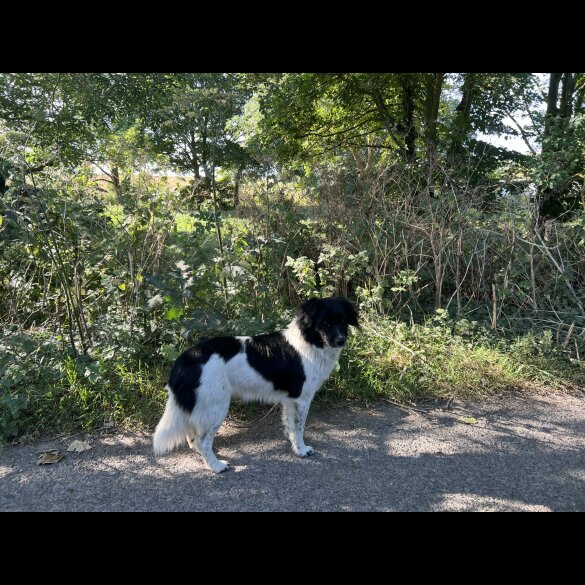 Mixed Breed - Both