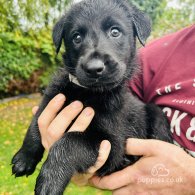 Mixed Breed - Dogs