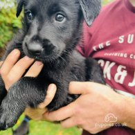 Mixed Breed - Dogs