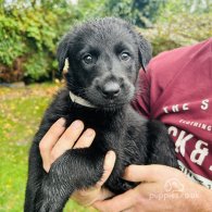 Mixed Breed - Dogs