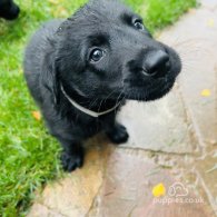 Mixed Breed - Dogs