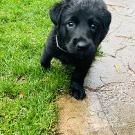 Mixed Breed - Dogs