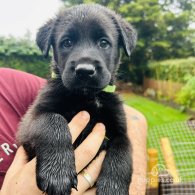 Mixed Breed - Dogs