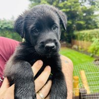 Mixed Breed - Dogs