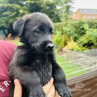 Mixed Breed - Dogs