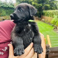 Mixed Breed - Dogs