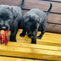 Mixed Breed - Dogs