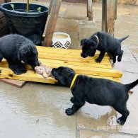 Mixed Breed - Dogs