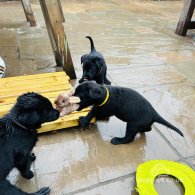 Mixed Breed - Dogs