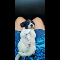 Mixed Breed - Both