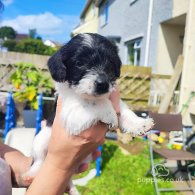 Patterdale Terrier - Both