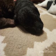 Patterdale Terrier - Both