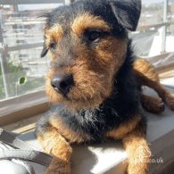 Patterdale Terrier