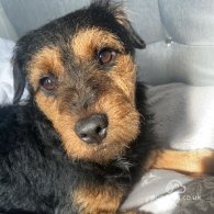 Patterdale Terrier