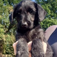 Patterdale Terrier - Both