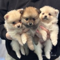 Pomeranian - Bitches