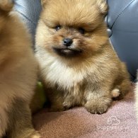 Pomeranian - Dogs