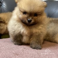 Pomeranian - Dogs