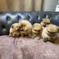 Pomeranian - Dogs