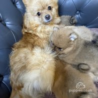 Pomeranian - Dogs