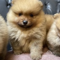 Pomeranian - Dogs