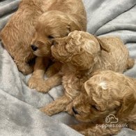 Cavapoo - Both