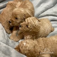 Cavapoo - Both