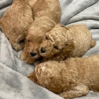 Cavapoo - Both