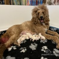 Poodle - Both