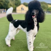 Poodle - Both