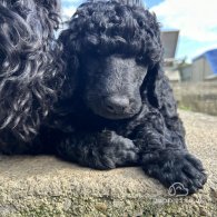 Poodle - Both