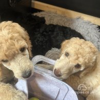 Poodle - Both