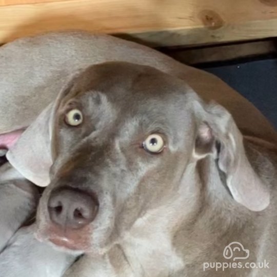 Weimaraner - Both